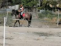 ঘোটকী, Polish pony — ছবি 3