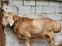 숫양, Arashan sheep — 사진 3
