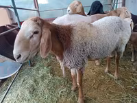 Carnero, Arashan sheep — foto 3