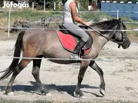 Yegua, Polish pony — foto 2