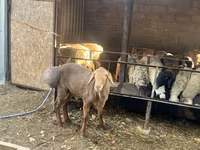 Schaf, Edilbay sheep — Foto 5