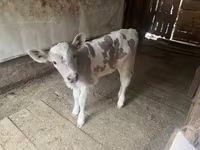 Mucca, Razza Alataus — foto 1