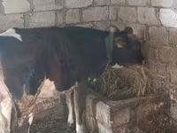 گاو ماده, Russian Black pied cattle — عکس 2