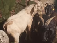 Koza, Nubian Goat — fotografija 1