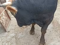 วัวตัวผู้, Swiss cattle — รูปภาพ 5