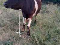 Kuh, Swiss cattle — Foto 1