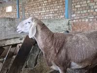 Vædder, Rhon sheep — foto 5