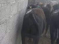 Toro, Bovini — foto 2