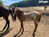 Асп, Appaloosa — акс 5