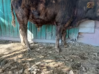 วัวตัวผู้, Simmental cattle — รูปภาพ 1