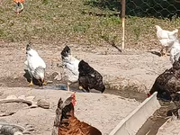 Chickens — zdjęcie 8