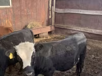 Cattle (batch, sex not specified), Hereford — photo 2