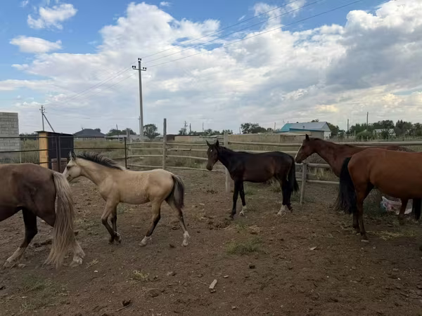 ፈረስ, Horses