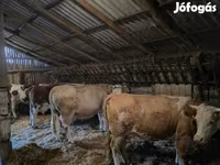 Vacă, Simmental cattle — foto 2