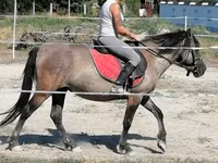 ঘোটকী, Polish pony — ছবি 2