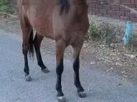 Mare, Horses — photo 3