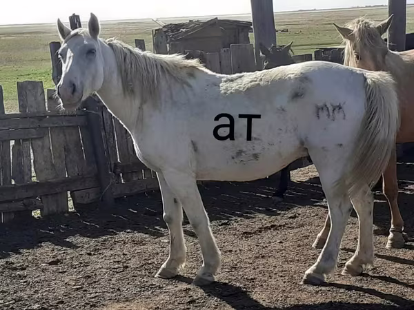 Kůň, Kazakh horse