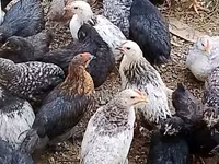 Chickens — عکس 1