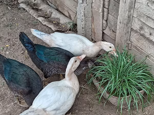 Domestic Muscovy