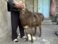 Ram, Arashan sheep — foto 5
