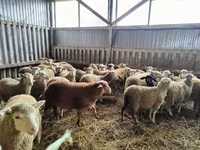 Domba jantan, Sheep — foto 6