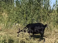 Koza, Czech Brown Shorthaired goats — foto 5