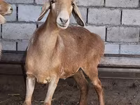 میش, Arashan sheep — عکس 5