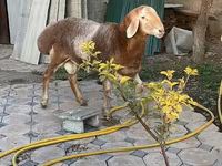Widder, Arashan sheep — Foto 5