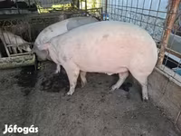Knur, Крупная белая — zdjęcie 1