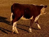 วัวตัวผู้, Swiss cattle — รูปภาพ 8