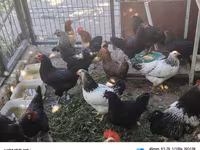 Chickens — عکس 4