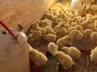 Chickens — عکس 5
