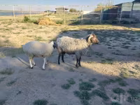 Овен, Arabi sheep — снимка 2