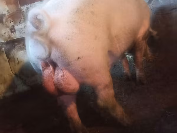 Boar, Ландрас