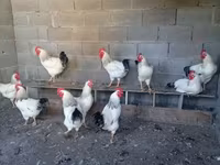ساسکس — عکس 1