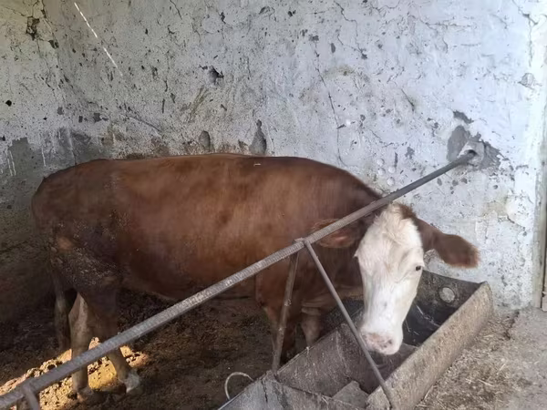 گاو نر, Simmental cattle — ازبکستان