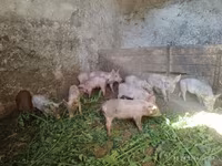 Boar, Pigs — photo 3