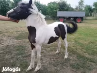 اسب نر, Hucul pony — عکس 3