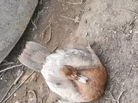 Ducks — ছবি 2
