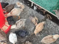 Chickens — รูปภาพ 2