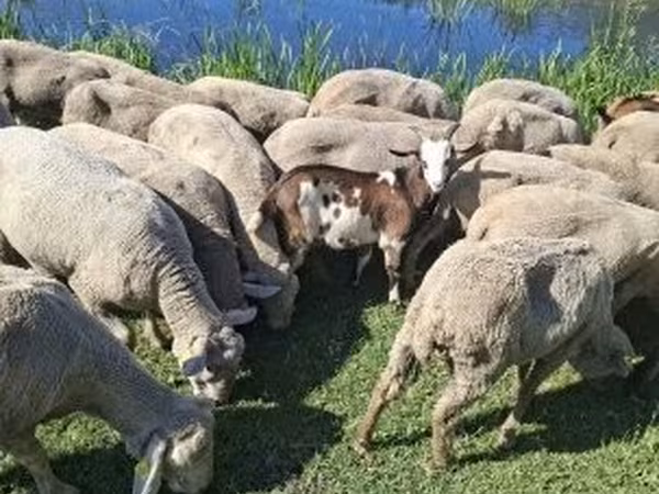 Billy Goat, Goats — Hungary