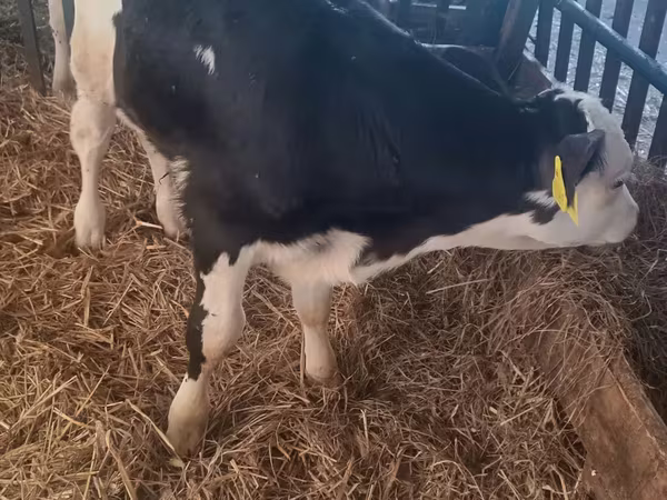 Bou, Simmental cattle