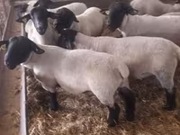 Beran, White Suffolk sheep — foto 4