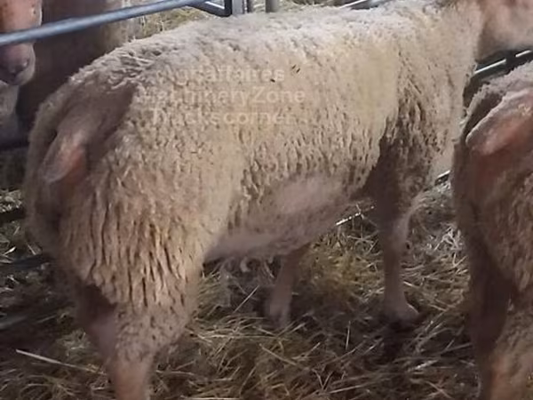 قوچ, Charollais sheep