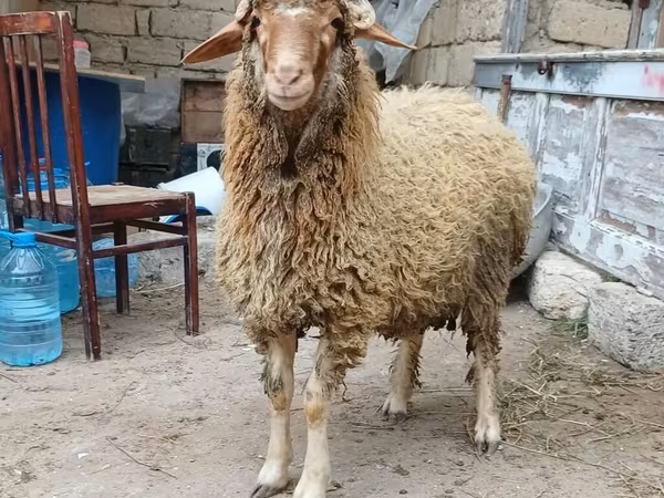 قوچ, گوسفند