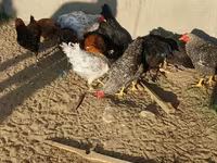 Chickens — الصورة 2