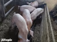 Babi (lot, jantina tidak dinyatakan), Дюрок — foto 5