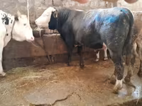 ثور, Simmental cattle — الصورة 1