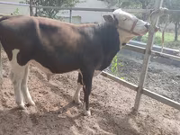 Tyre, Simmental cattle — foto 1