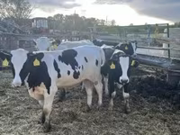 Boğa, Holstein ırkı — foto 3